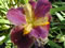 View larger Fesival's Acadian Iris