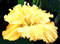 View larger For Dad Iris