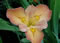 View larger image Gold Reserve Iris