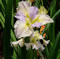 View larger image Gulf Moon Glow Iris