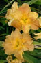View larger image Honey Jumble Iris
