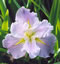View larger image It's Lilac Time Iris