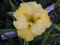 View larger image Lemon Zest Iris