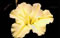 View larger image Lemon Sorbet Iris
