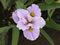 View larger image Little Caillet Iris