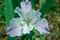 View larger image Malibu Magic Iris