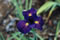 View larger image Marie Caillet Iris