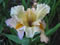 View larger image Miss Gertie's Bonnet Iris