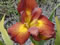 View larger image Mississippi Gambler Iris