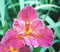 View larger image of Potpourri Rose Iris