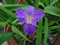 View larger image Reflect Iris