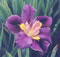 View larger image  Rich Jewel Iris