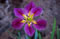 View larger image Rose Cartwheel Iris