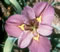 View larger image Royal Sparkle Iris