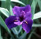 View larger image Sea Knight Iris