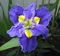 View larger Seriously Blue Iris