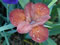 View larger image tomatoe Bisque Iris