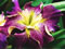 View larger image Venus Vortex Iris
