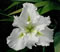 View larger image Waihi Wedding Iris