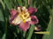 View larger image Wild Prospect Iris